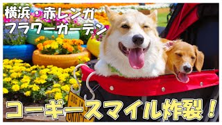 【横浜赤レンガ倉庫】ポーカーフェイスだった子犬が笑顔になったイベント【コーギー】