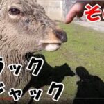 【鹿】日本一有名な鹿さん『ブラックジャック』氏に会ってきた！　　／／【奈良公園の鹿さん】Deer in Nara Park、 ／／ 今日のジャックさん