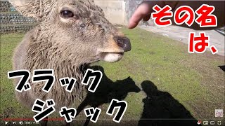 【鹿】日本一有名な鹿さん『ブラックジャック』氏に会ってきた！　　／／【奈良公園の鹿さん】Deer in Nara Park、 ／／ 今日のジャックさん