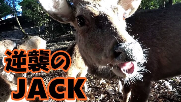 【鹿】逆襲のジャック　　【ブラックジャック氏】　　／／ 奈良公園,鹿