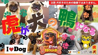 #510【オンラインカジノ｜スロット🎰】虎が犬のカモになる！｜The Dog House｜金無しセミリタイヤ月3万円お小遣い代表