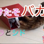 【猫動画】開けたそバカラ　贈り物シリーズ_その1